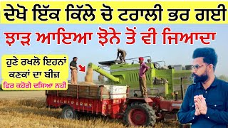 ਦਖ ਕਣਕ ਦ ਝੜ ਆ ਰਹ ਝਨ ਤ ਵ ਜਆਦ New Wheat Yield 2026