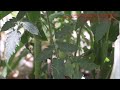 TIME LAPSE DE UNA PLANTA DE TOMATE DESDE LA MARCHITEZ PERMANENTE HASTA LA TURGENCIA... 27-01-2022