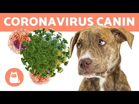 Vidéo: Hydrocéphalie Canine