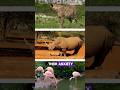 Anant Ambani offers best care for each animal at Vantara #Vantara #anantdadadt #anantambanidt