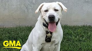 Meet the K-9 who helped locate a missing teenage boy in under an hour