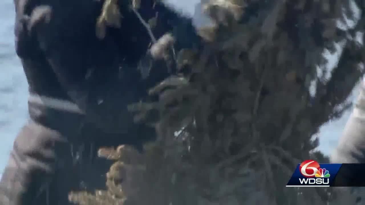 'Missed opportunity' Many Christmas trees picked up in New Orleans