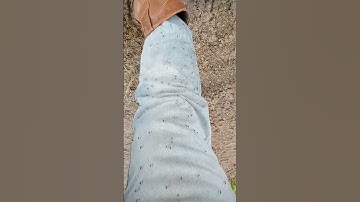 mau kerja di serbu ribuan yang nyamuk