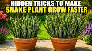10 Hidden Tricks That Make Your SNAKE PLANT Grow 10x Faster screenshot 5
