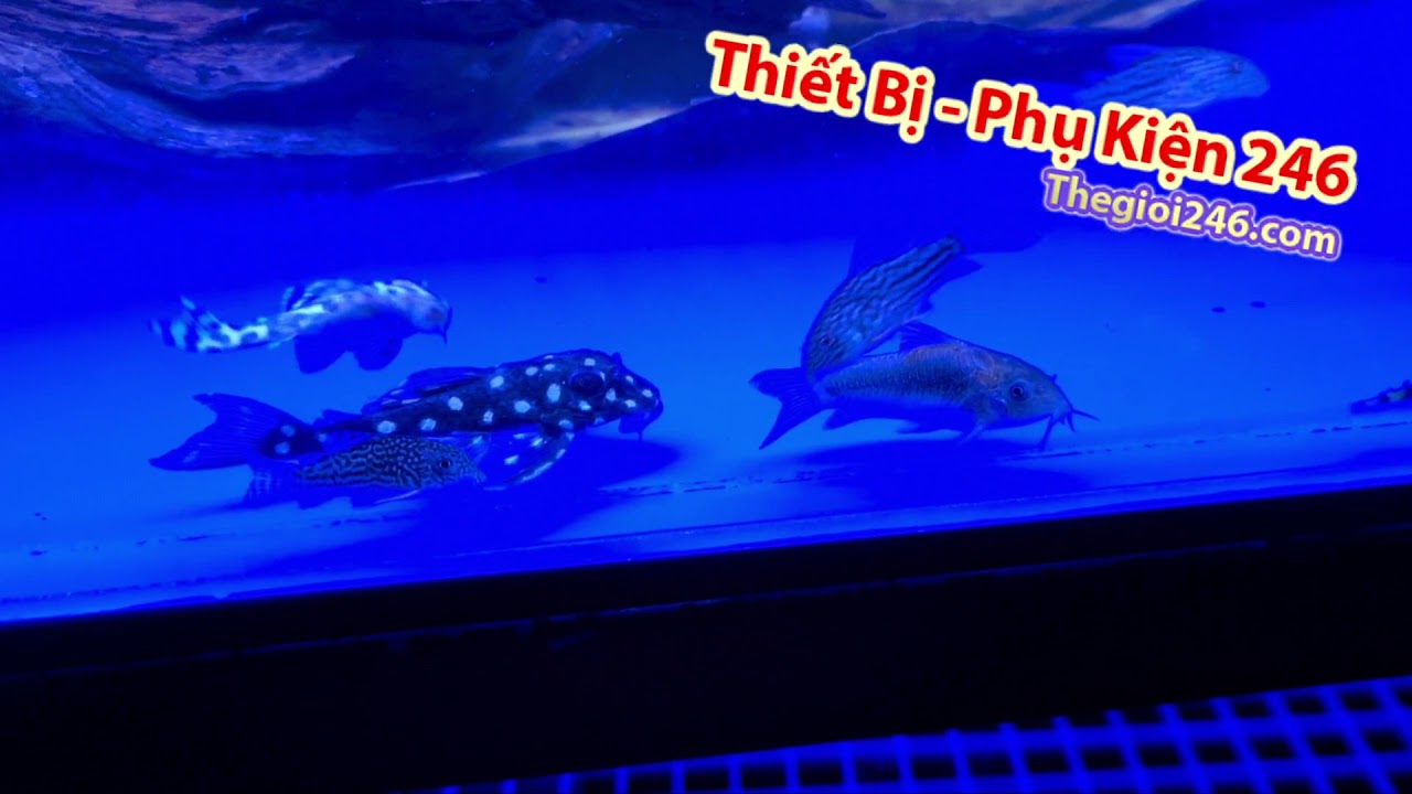 H C Pleco Nu i C ng ng Tiger L333 Pleco Starlight L183 Pleco L201 h-c-pleco-nu-i-c-ng-ng-tiger-l333-pleco-starlight-l183-pleco-l201