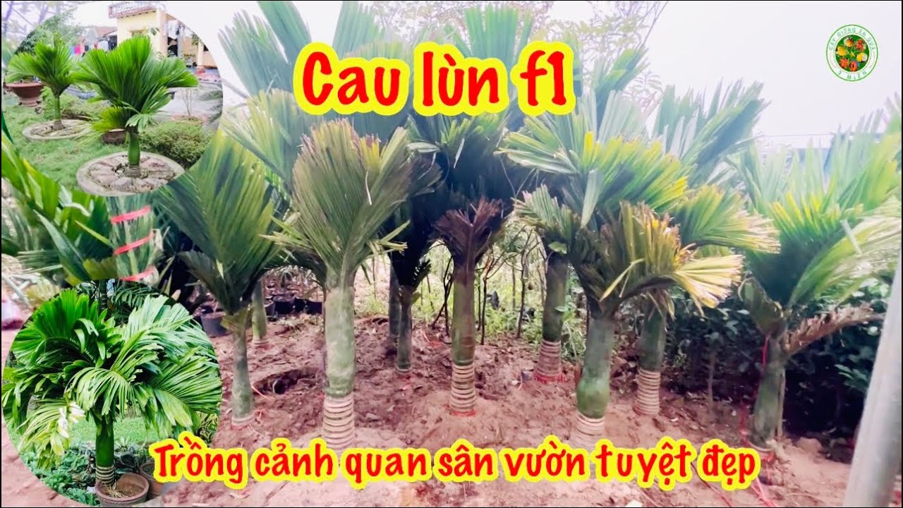 Cau lùn F1 cách nhận biết khi mua hàng