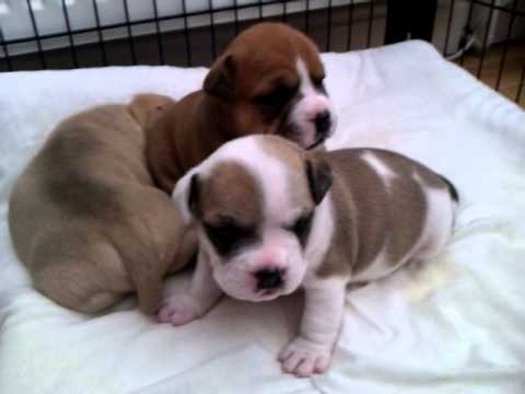 australian bulldog x staffy