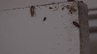 Mother And Children Forced To Live In Roach-Infested Apartment