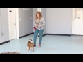 How to Socialize a Future Service Dog How to Socialize a Future Service Dog