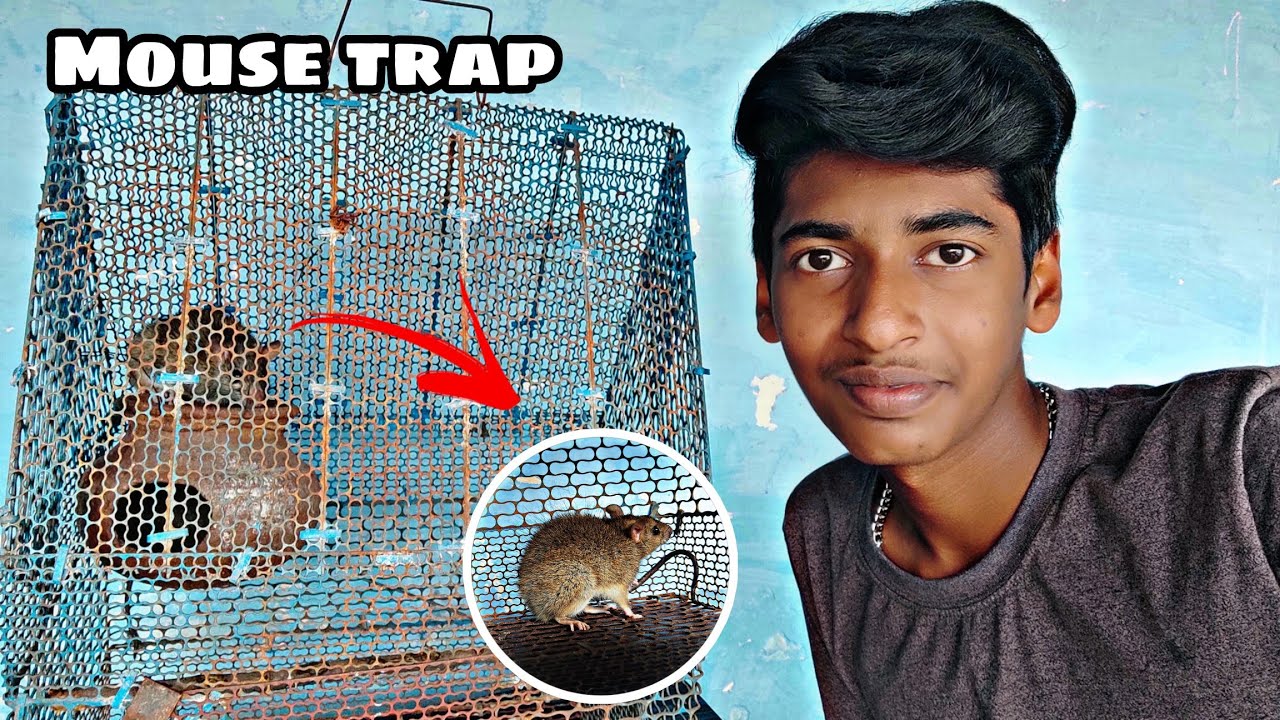 Bird cage 🐦 வச்சி mouse trap செய்யலாம் வாங்க Mouse trap making in