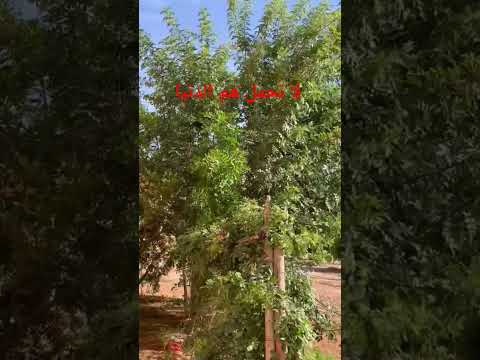 طور ذاتك عبارات حالات واتس حكم وأقوال كلام من ذهب اقنباسات اكسبلور