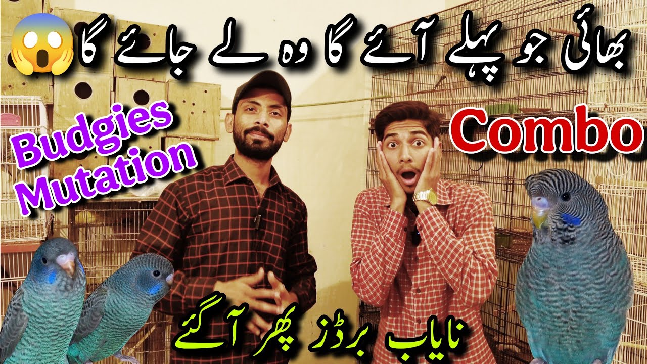 Ahmed Bhai K Pass Budgies Mutation Ki Aik Baar Phir Entry🚨 | Aao Or Le Gao | Black Face,Combo Aagaya