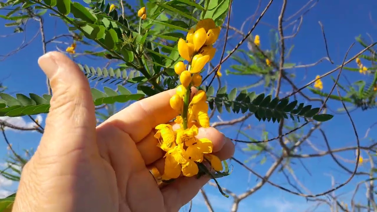 Parte 2 fui olhar o barreiro se tinha água  as ovelhas 🐑 mais carneiro me fizeram  correr de lá 