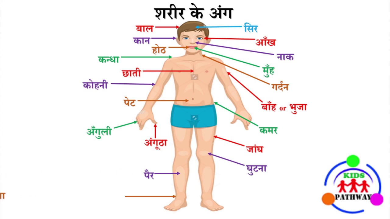 Parts of Body Name | Hindi - YouTube