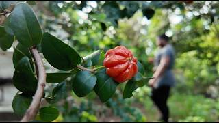 Garden Tour | Our Exotic Mini Fruit Forest