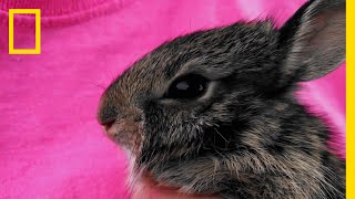 ウサギを自然に帰した、その瞬間 | ナショジオ