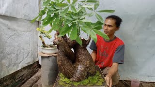 almost thrown away in fact after climbing the pot looks good ( pachira aquatica)
