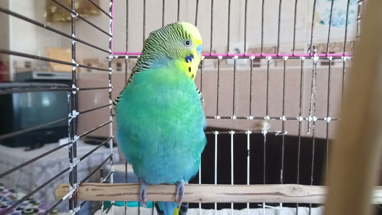 1 Saatlik Mutluluk Islıkları 🎵 Muhabbet Kuşunuz İçin Hazırlandı: Islık Çalmayı Öğrensin