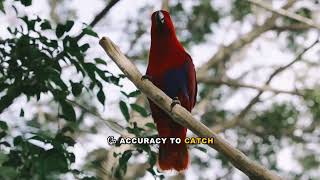 Kingfisher Metabolic Adaptation Explained: Survival Mechanisms
