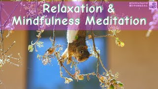 Meditation With Cute Squirrels Fall Version