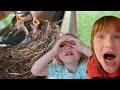 BABY BiRDS just HATCHED!!  Backyard bird nest babies are born! and a fun FATHERS DAY family routine