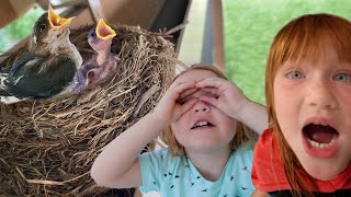 BABY BiRDS just HATCHED!!  Backyard bird nest babies are born! and a fun FATHERS DAY family routine