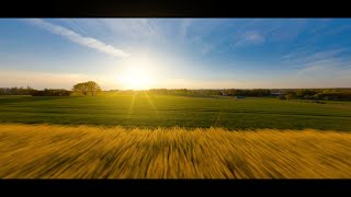 FPV canola field cruise - 4K extended version