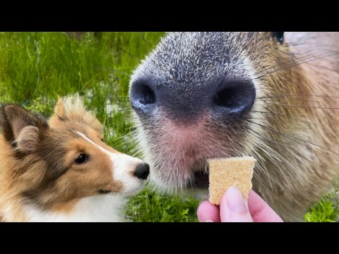 Pumpkin Frolics With The Pups (& Snacks, Always Gotta Have Snacks)
