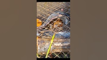 Thăm Lờ Cá Ruộng Cỏ " Dính 3 Con Cá Trê Lai Ruộng, Ốc bươu vàng Thiệt Ngon #shorts #thămlờcá #trêlai