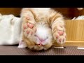 子猫の頃から寝相が独特なちゃびくん。