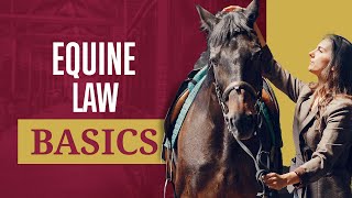 What Is Equine Law? | An Introduction To Horse Law
