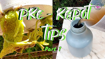 Pre-Repotting Orchid Care | Your 5 Step Guide incl. Tips for Stress-Free Repot Success #ninjaorchids