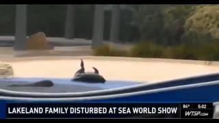 BEACHED PILOT WHALE AT ORLANDO SEAWORLD