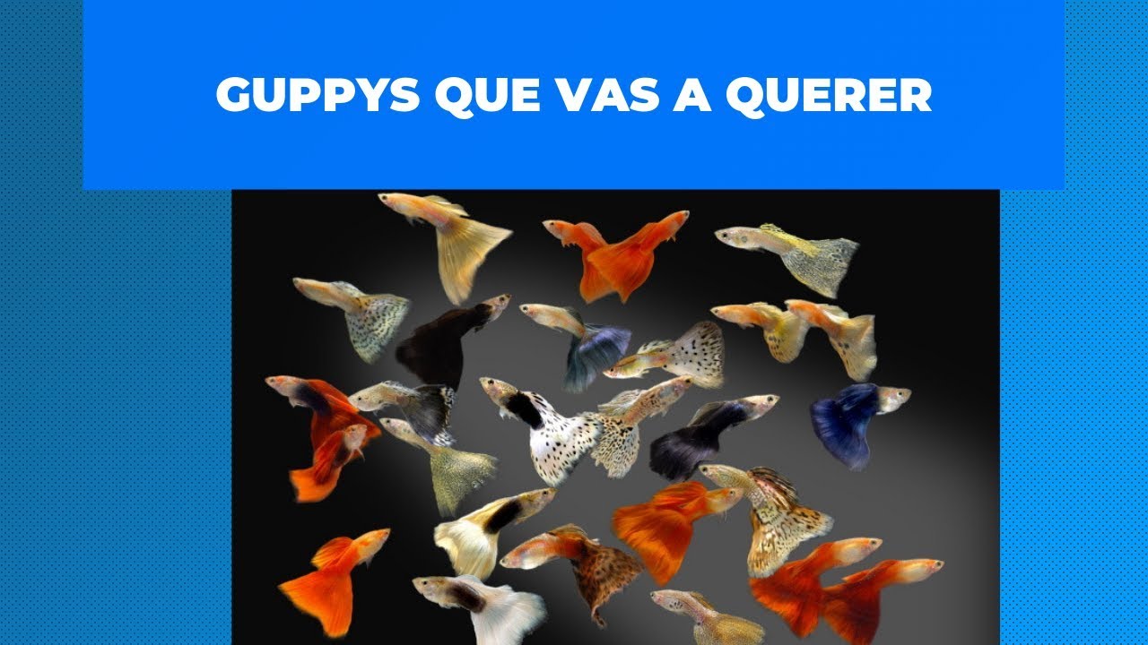 Guppys que vas a querer tener - YouTube