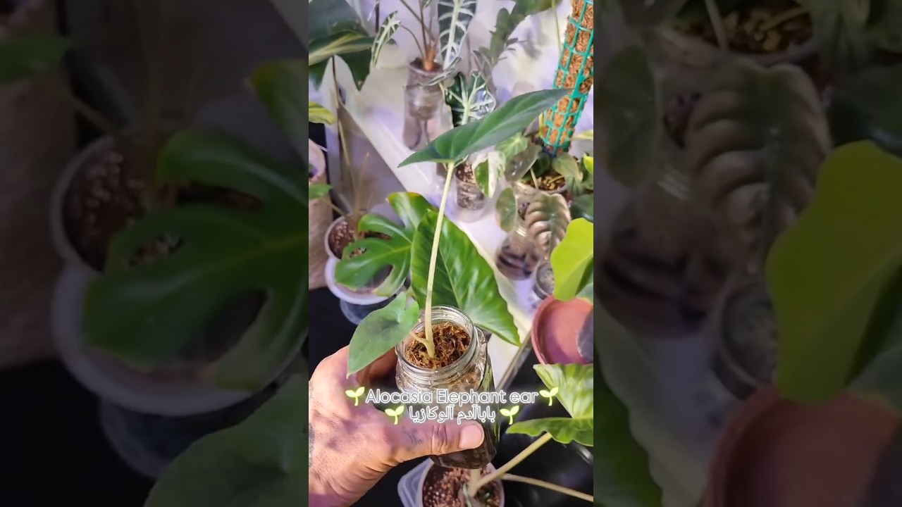 alocasia elephant ear leca pone and sphangum moss setup , you should try this too 🌱😌🌱