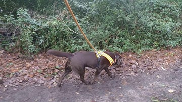 Testing the GoPro Hero 5 and the Feiyu G5 v2 Gimbal