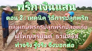 พริกเงินแสน ตอน 2 : เทคนิค วิธีการปลูกพริกให้ได้ผลผลิตสูง @KwangE-Lee