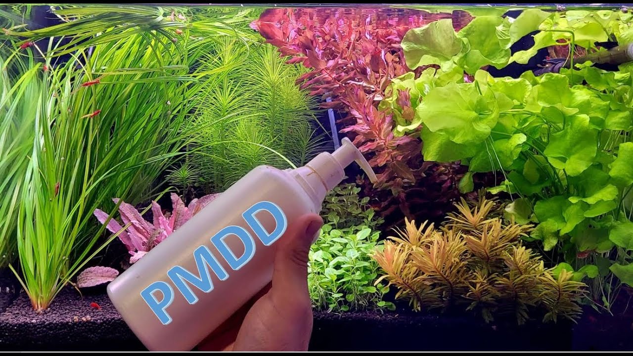 Guida All uso Del PMDD Come Costruire Un Protocollo Completo YouTube guida-all-uso-del-pmdd-come-costruire-un-protocollo-completo-youtube