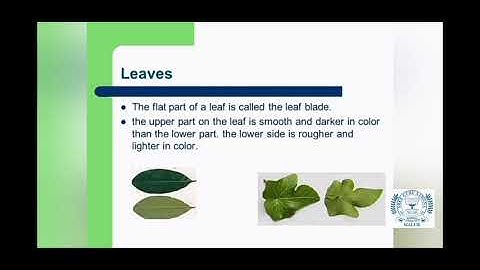 Class 3 lesson 7 parts of a plant