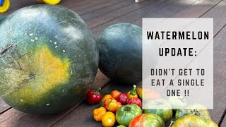 Our Watermelon Journey… and We Didn’t Eat a Single One 🍉