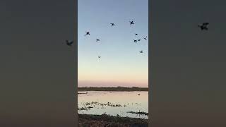 los cresta 🦆#cazador #viral #argentina #creston #pato