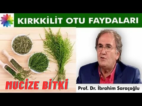 KIRKKİLİT OTU FAYDALARI NELERDİR | KIRK KİLİT OTU NEDİR | KIRK KİLİT OTU NASIL KULLANILIR