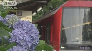 箱根「あじさい電車」見頃迎える　沿線には1万株(17/06/24)