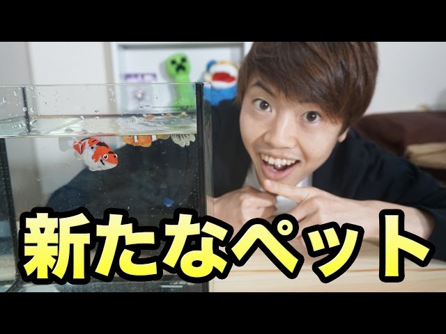 A new pet? Robofish has arrived! - YouTube