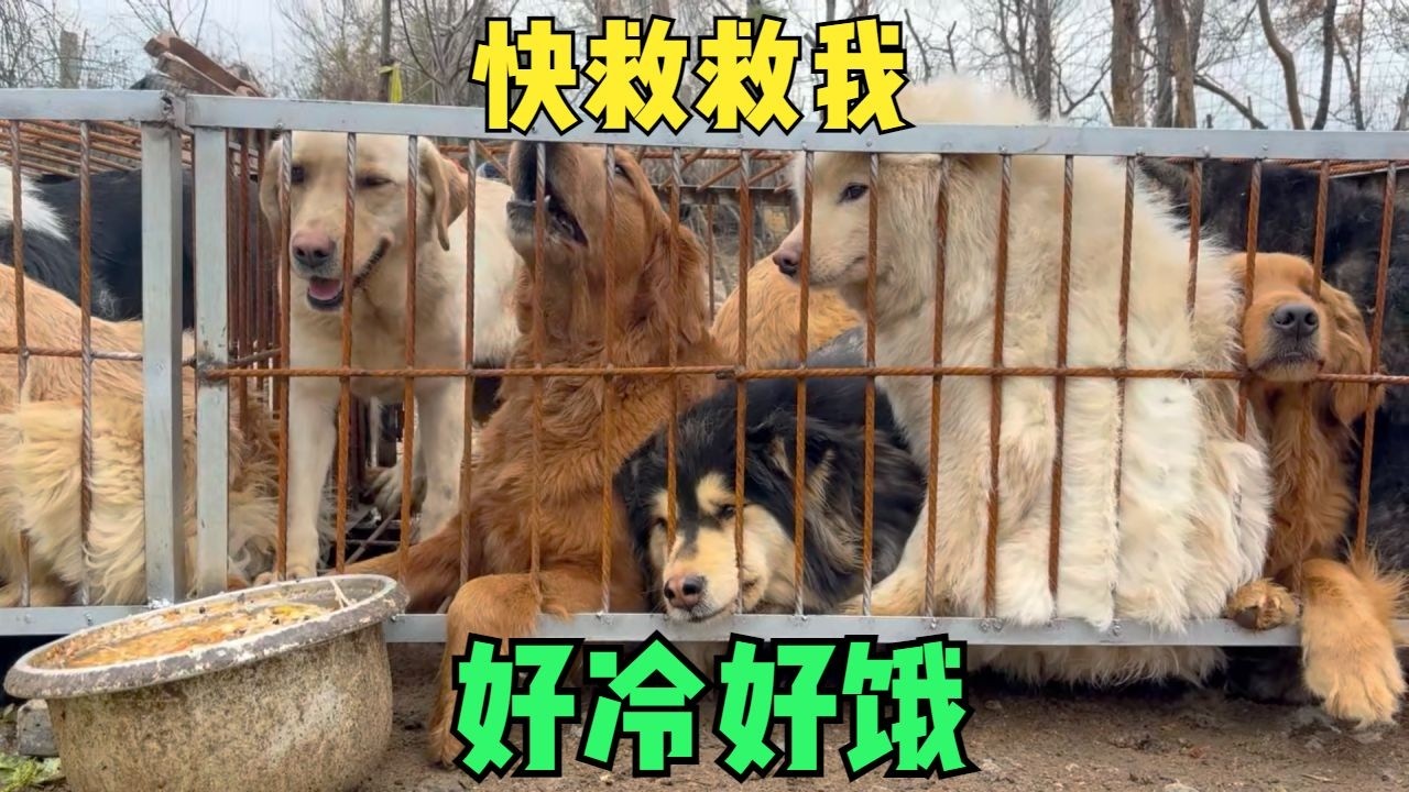 安全抵達小院！30只與泔水相伴的狗狗被救回，在小院安頓適應環境