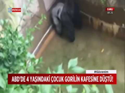 ABD'DE 4 YAŞINDAKİ ÇOCUK GORİLİN KAFESİNE DÜŞTÜ!