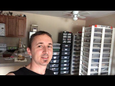 videocon care centre Sunday Chat w/DCR Reptiles