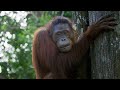 A Disabled Orangutan Exhibits Shockingly Unusual Behavior