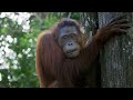 Orangutan Behavior and Survival Strategies