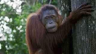 A Disabled Orangutan Exhibits Shockingly Unusual Behavior